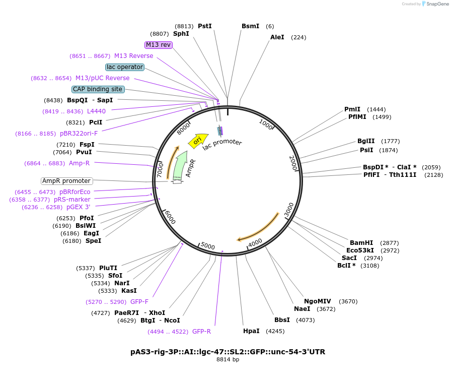 225924-plasmid-map-sequence-id-449278