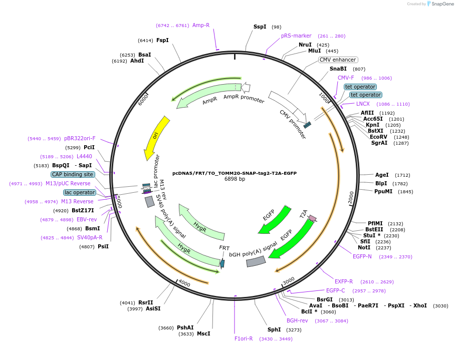 226516-plasmid-map-sequence-id-449279