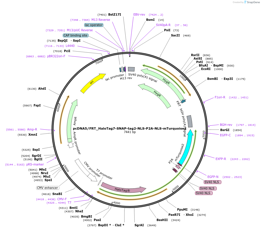226514-plasmid-map-sequence-id-449282