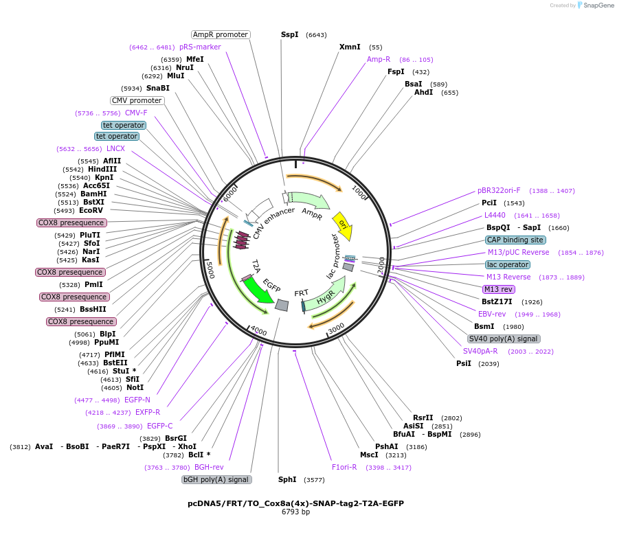 226515-plasmid-map-sequence-id-449283