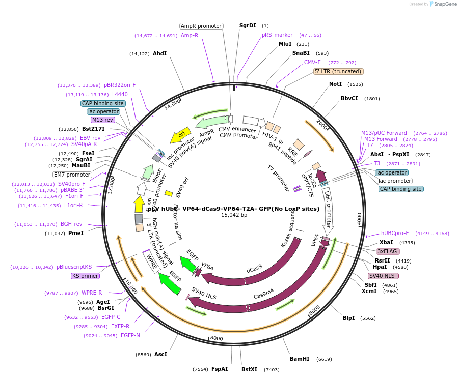 66708-plasmid-map-sequence-id-449286
