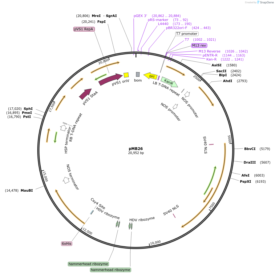 223009-plasmid-map-sequence-id-449292