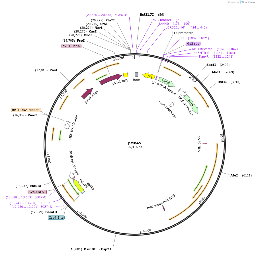 223012-plasmid-map-sequence-id-449332
