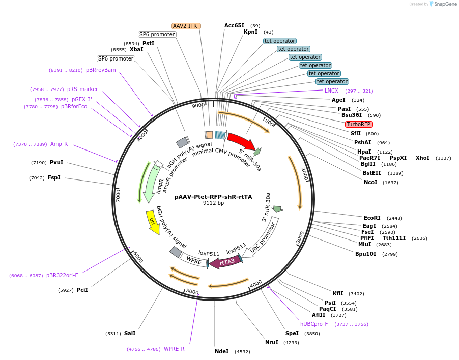 35625-plasmid-map-sequence-id-449339
