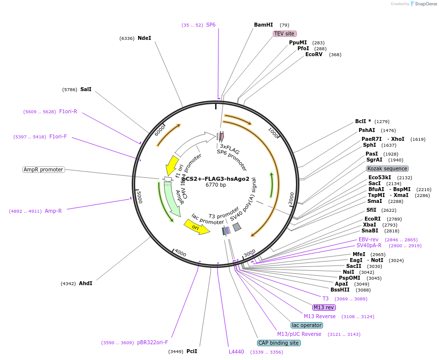 221719-plasmid-map-sequence-id-449344