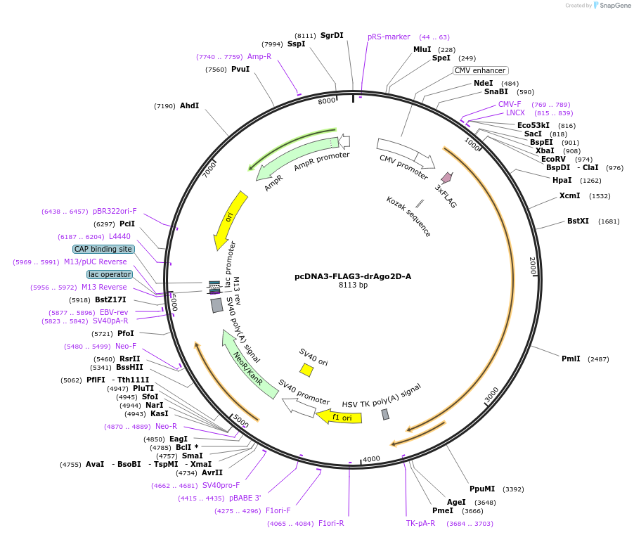 221734-plasmid-map-sequence-id-449355