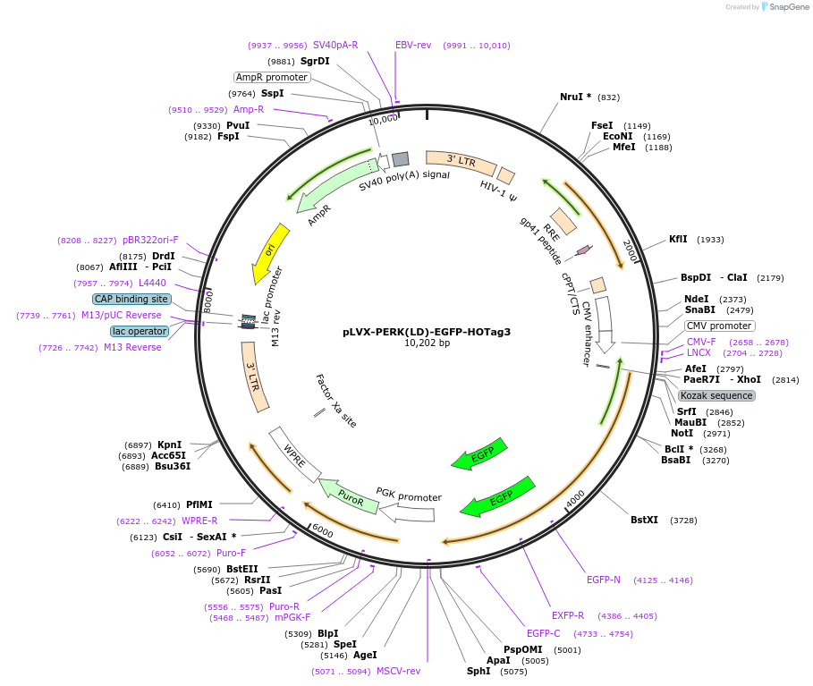225678-plasmid-map-sequence-id-449357