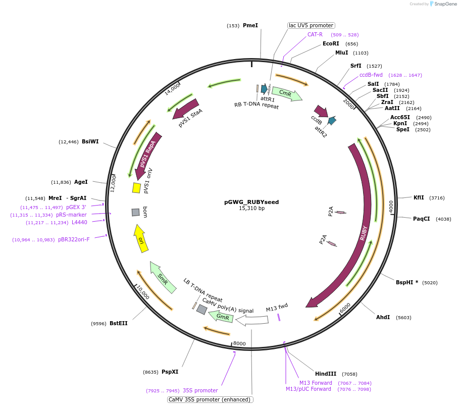 225989-plasmid-map-sequence-id-449367
