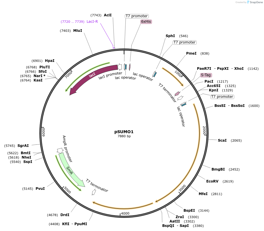 52258-plasmid-map-sequence-id-449374