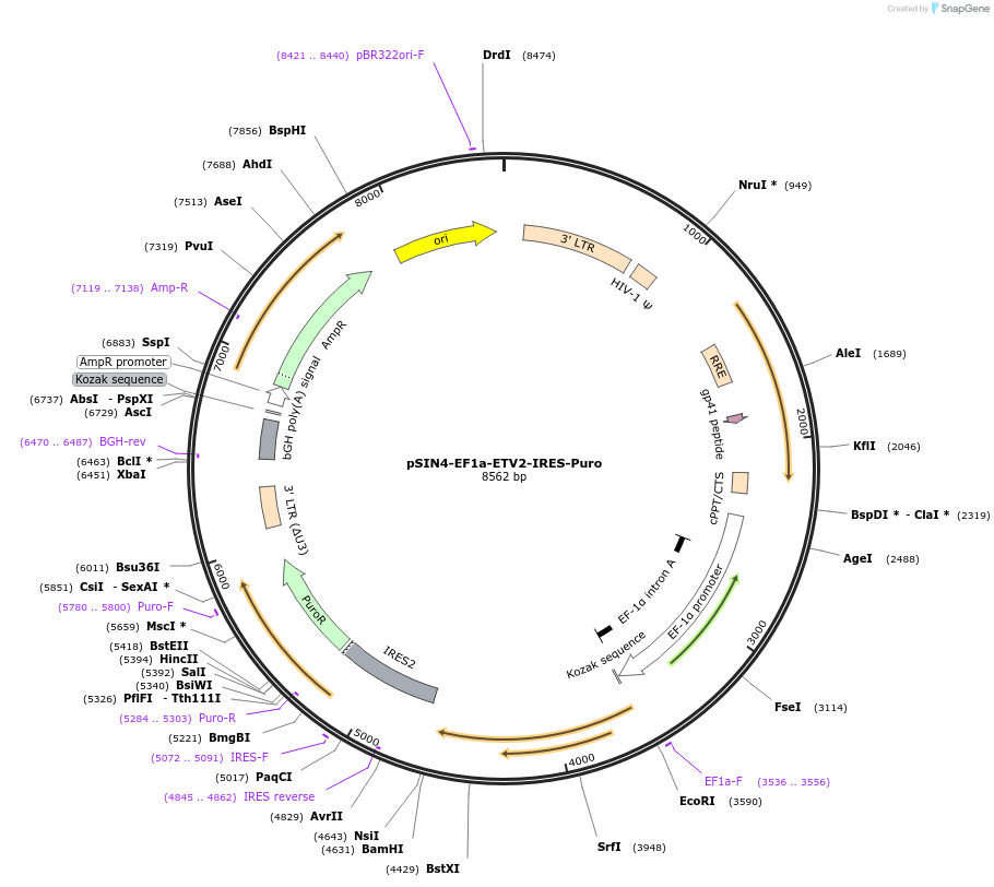61061-plasmid-map-sequence-id-449377