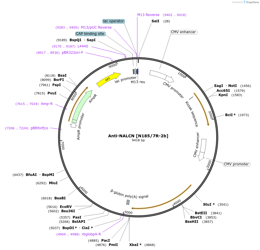 225412-plasmid-map-sequence-id-449381