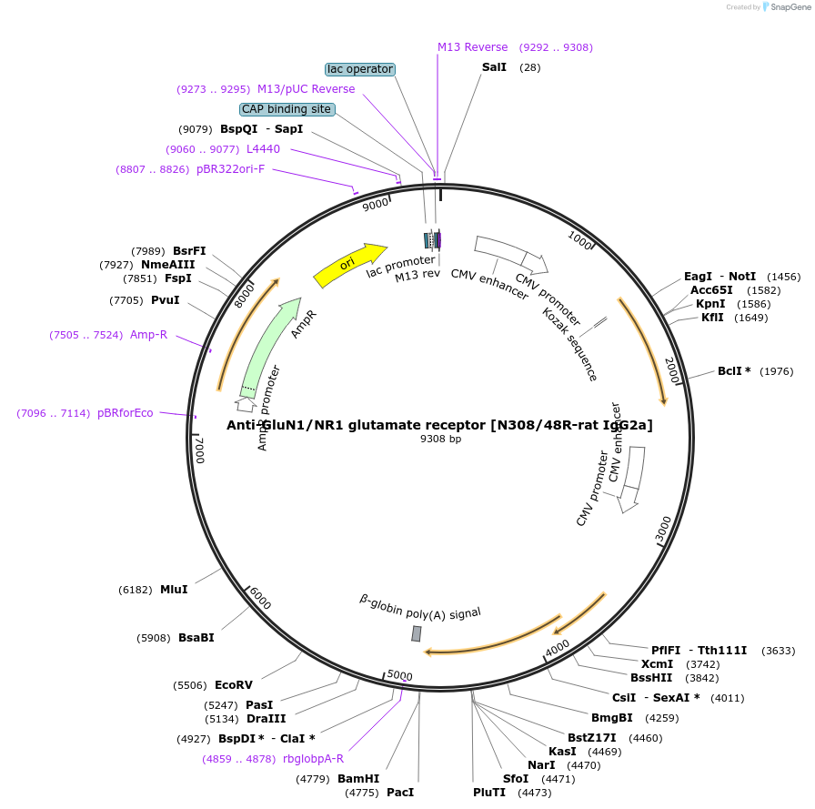 225418-plasmid-map-sequence-id-449382
