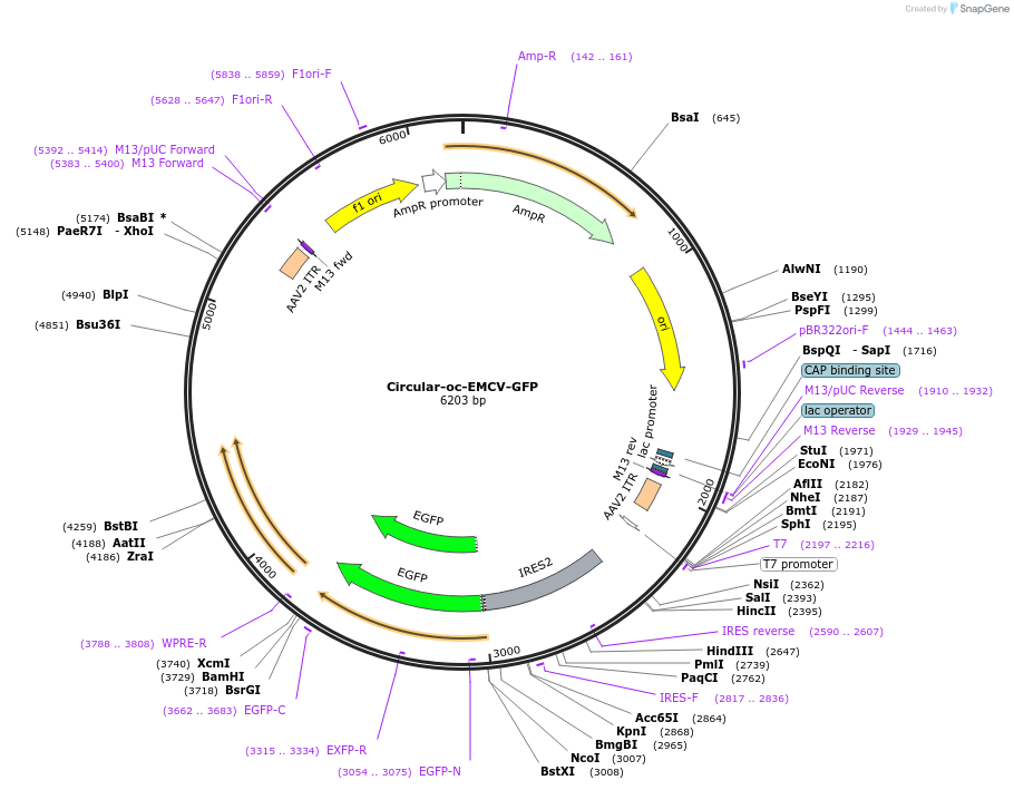 226261-plasmid-map-sequence-id-449384