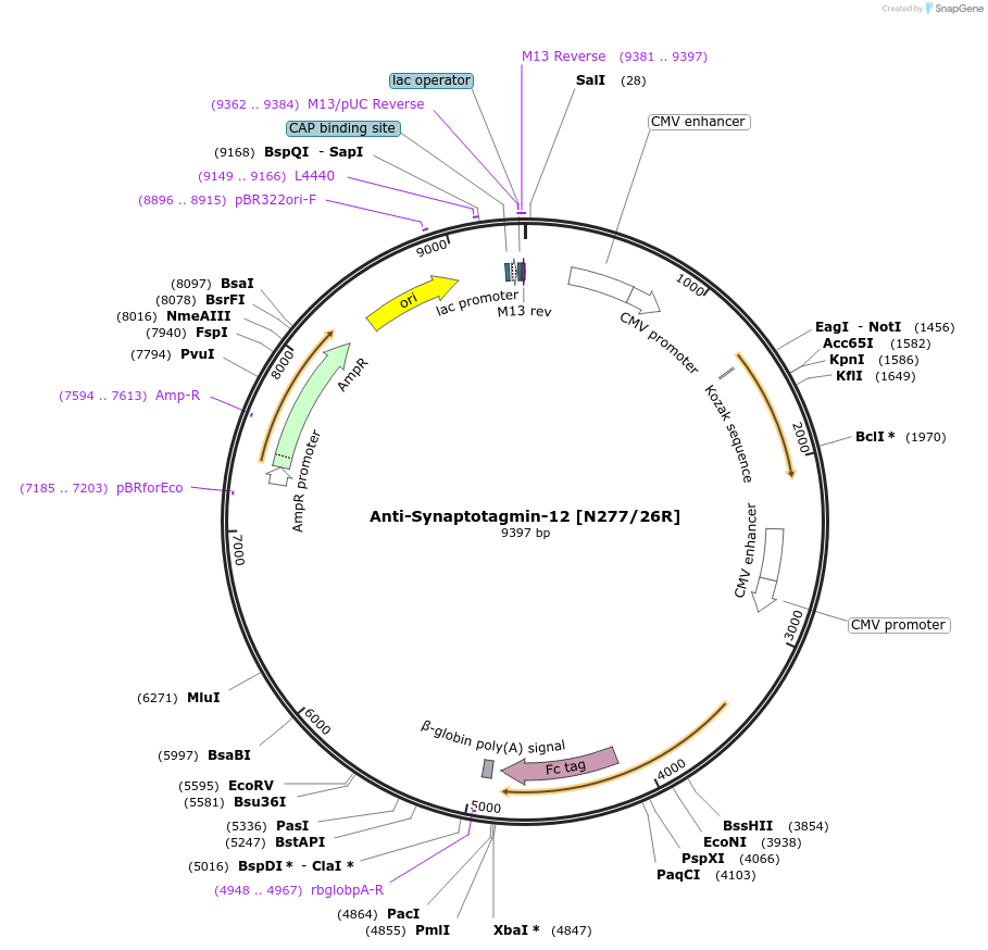 225386-plasmid-map-sequence-id-449387