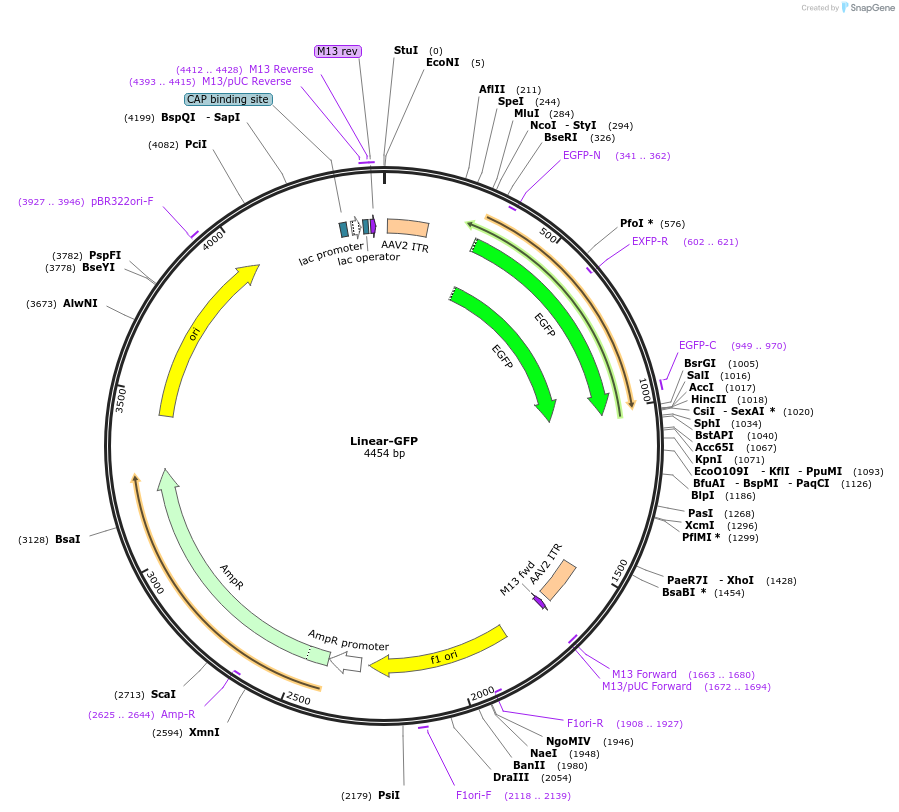226258-plasmid-map-sequence-id-449388