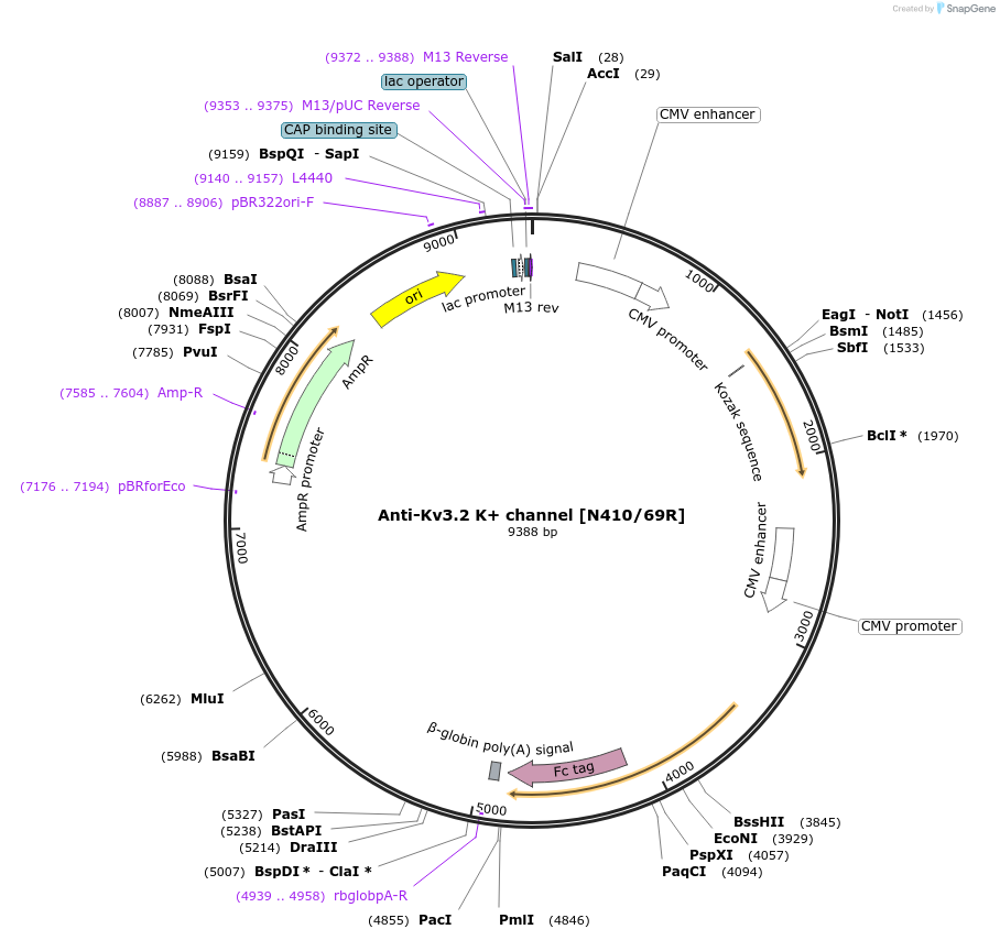 225395-plasmid-map-sequence-id-449389