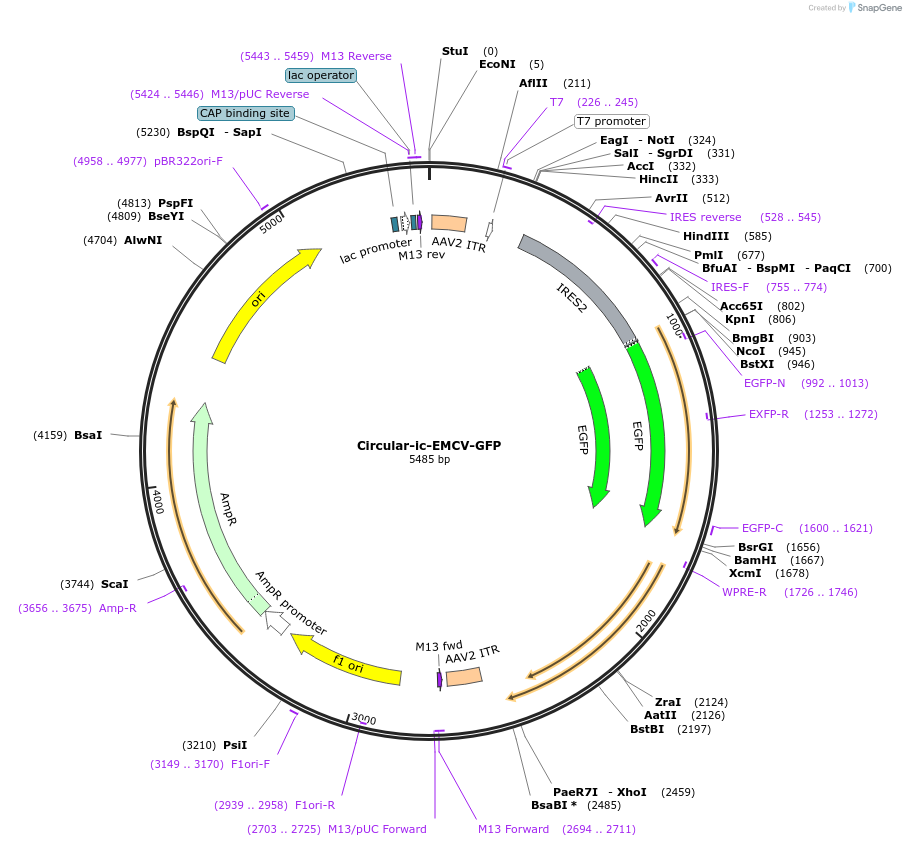 226259-plasmid-map-sequence-id-449390