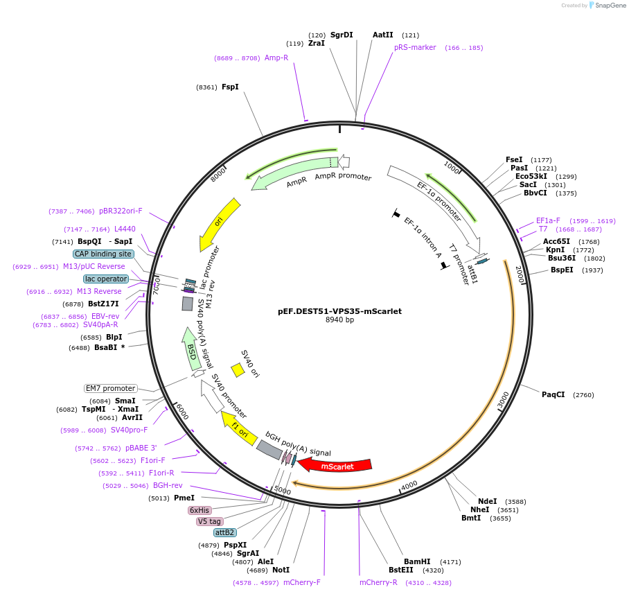 215474-plasmid-map-sequence-id-449392