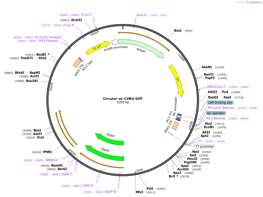 226262-plasmid-map-sequence-id-449393