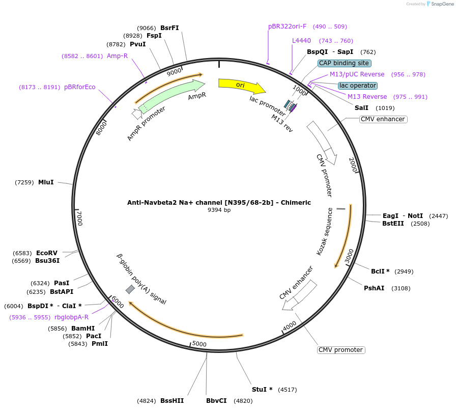 227035-plasmid-map-sequence-id-449403