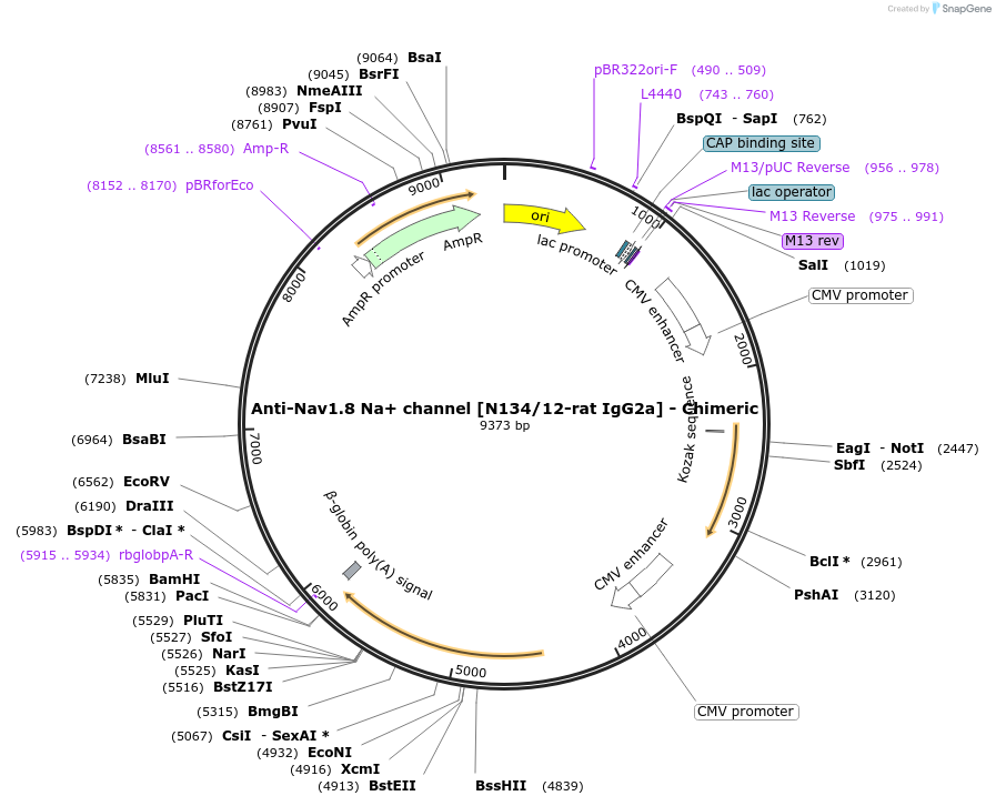 227061-plasmid-map-sequence-id-449406