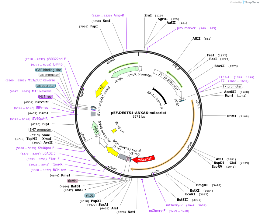 215475-plasmid-map-sequence-id-449417