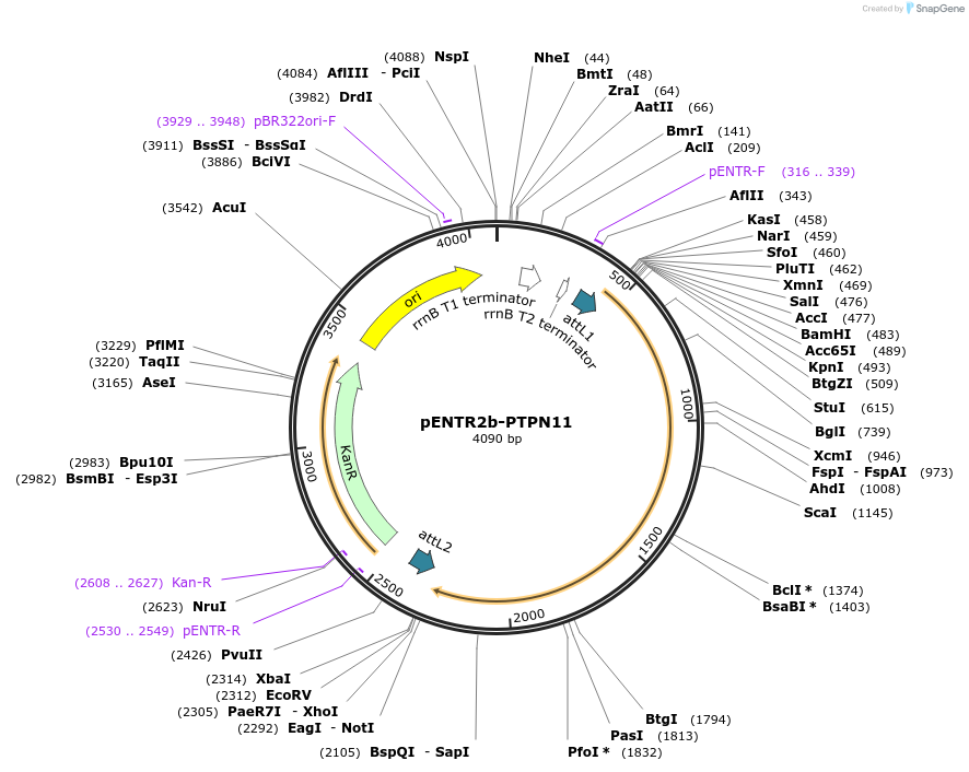 215476-plasmid-map-sequence-id-449420