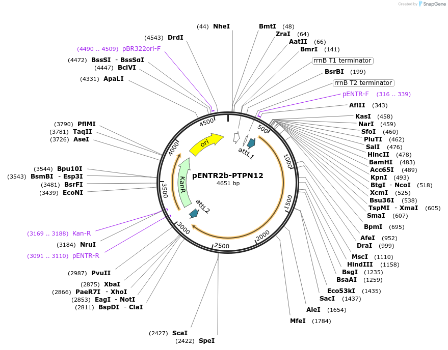215477-plasmid-map-sequence-id-449422