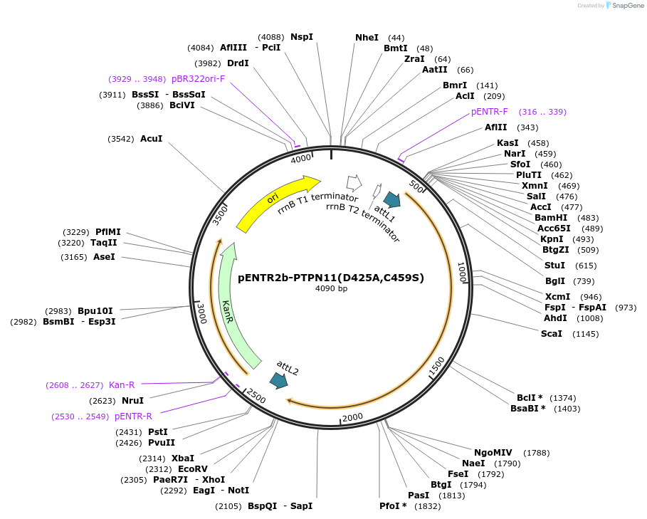 215515-plasmid-map-sequence-id-449423