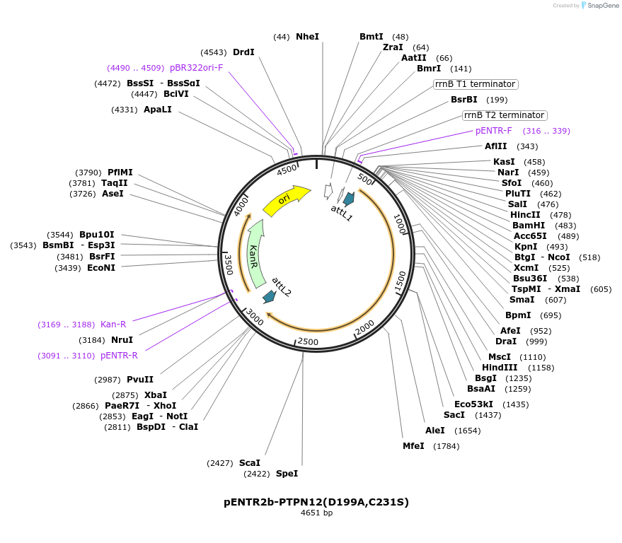 215516-plasmid-map-sequence-id-449424