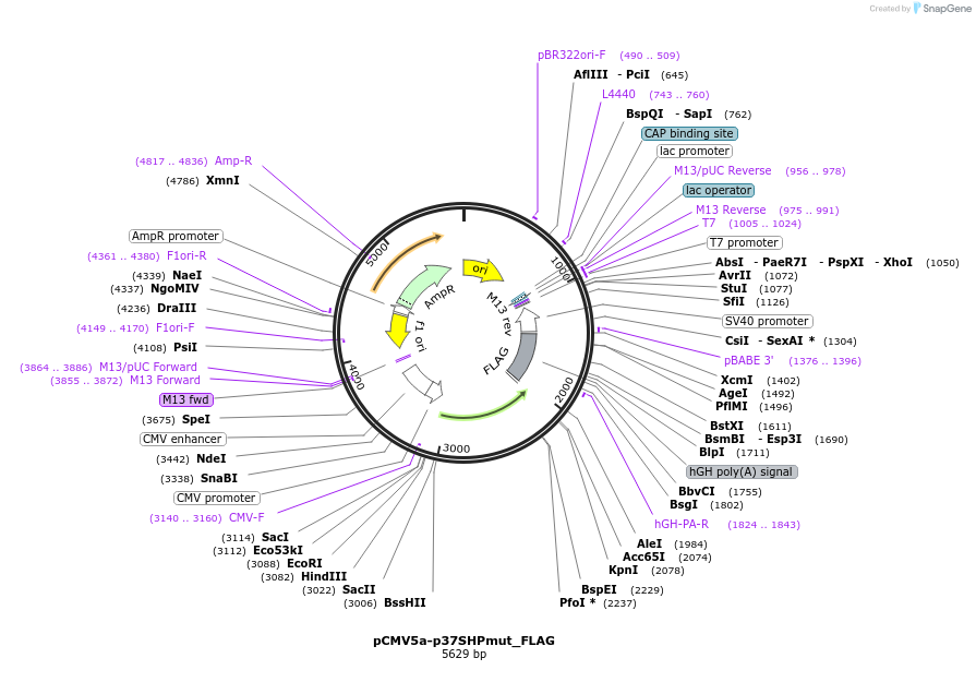225499-plasmid-map-sequence-id-449427