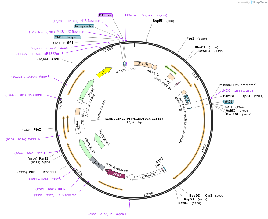 215518-plasmid-map-sequence-id-449430