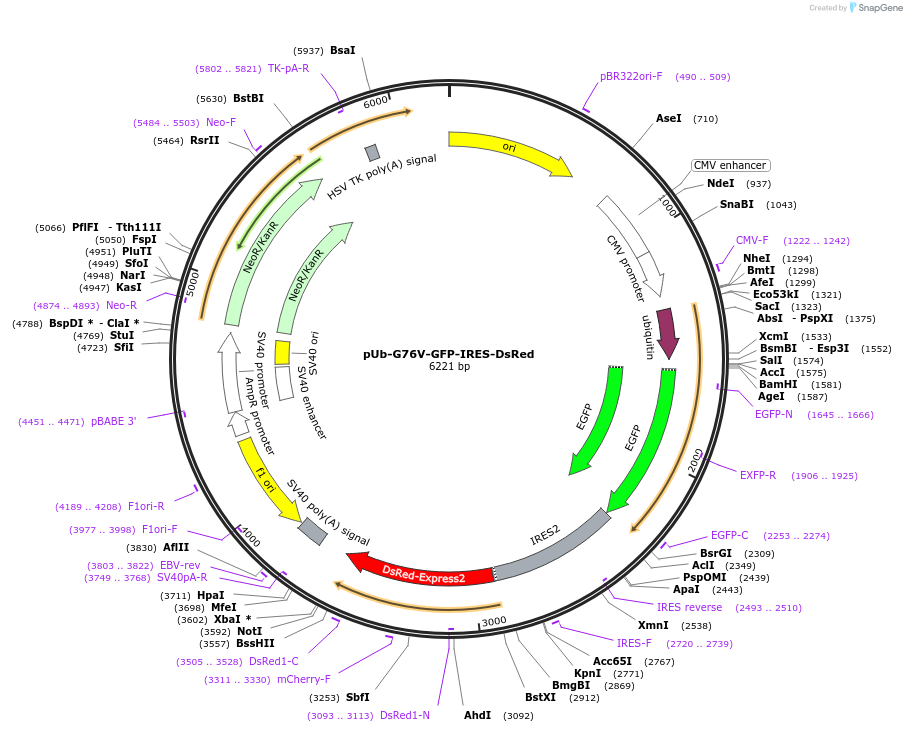 225503-plasmid-map-sequence-id-449431