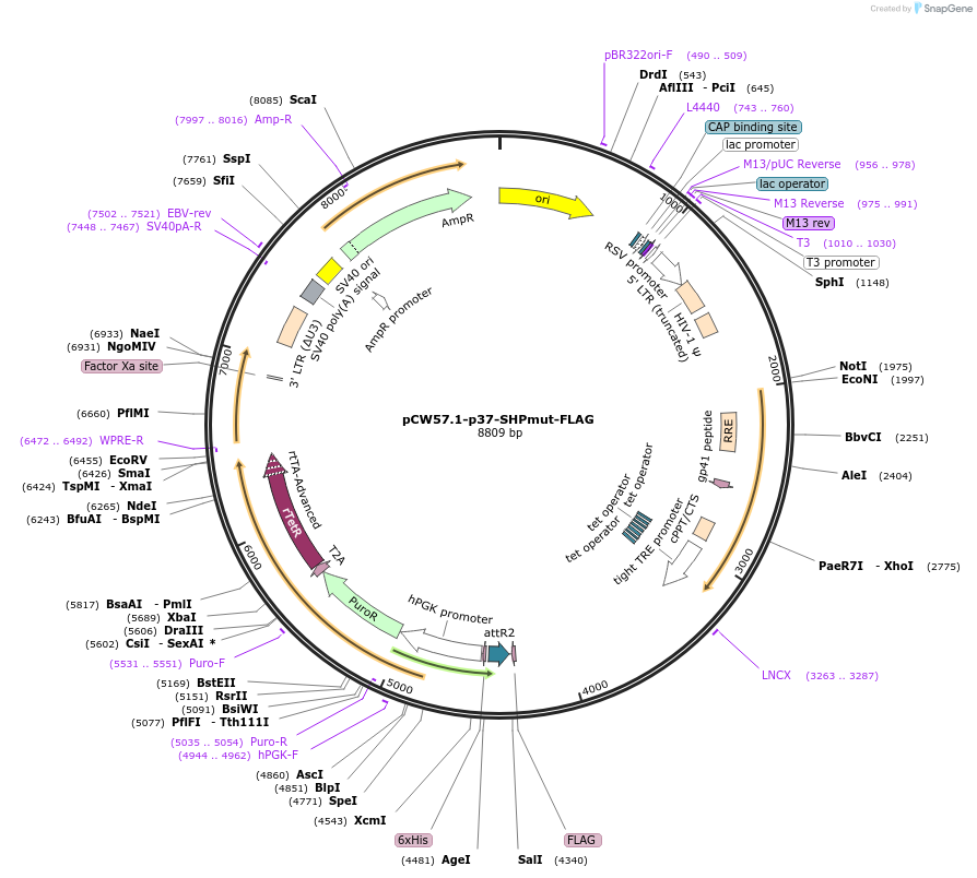 225502-plasmid-map-sequence-id-449433
