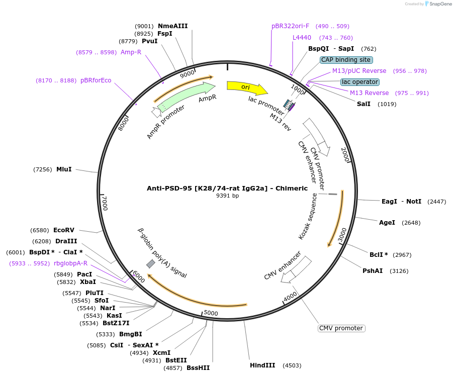 227074-plasmid-map-sequence-id-449439
