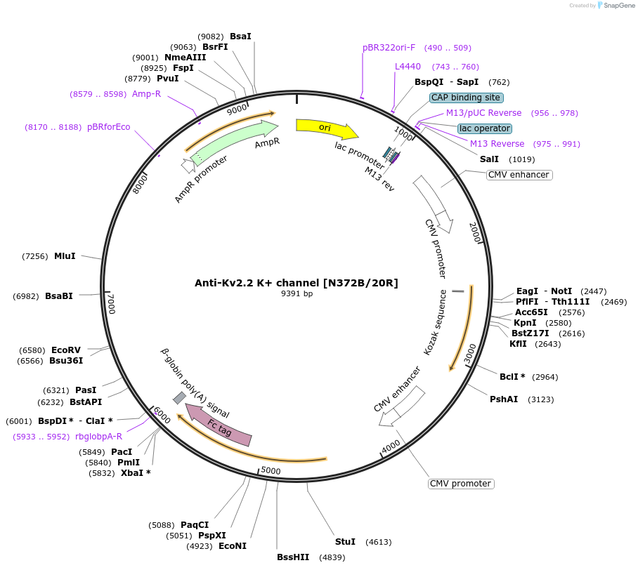 227023-plasmid-map-sequence-id-449440
