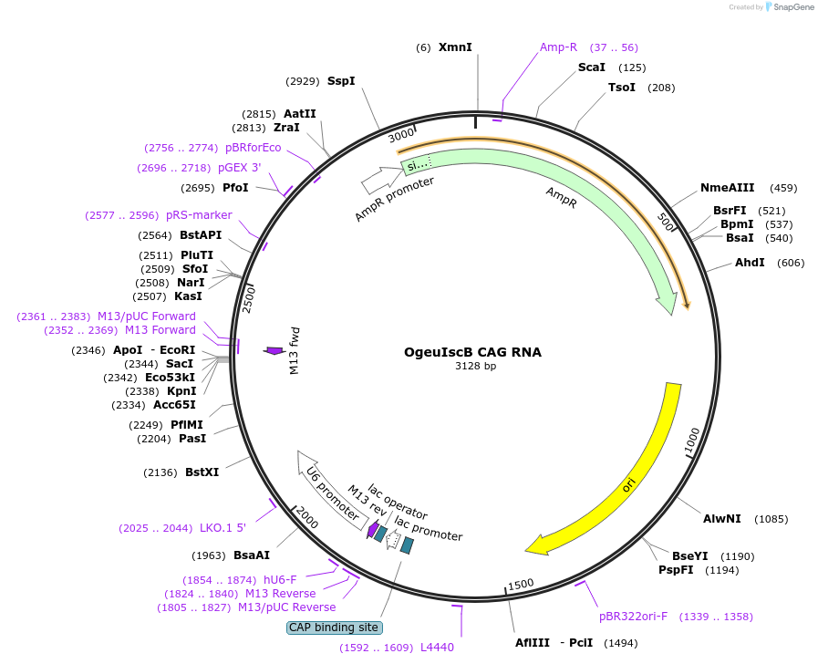 222867-plasmid-map-sequence-id-449443
