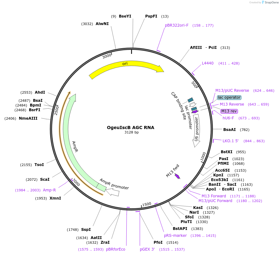222866-plasmid-map-sequence-id-449445