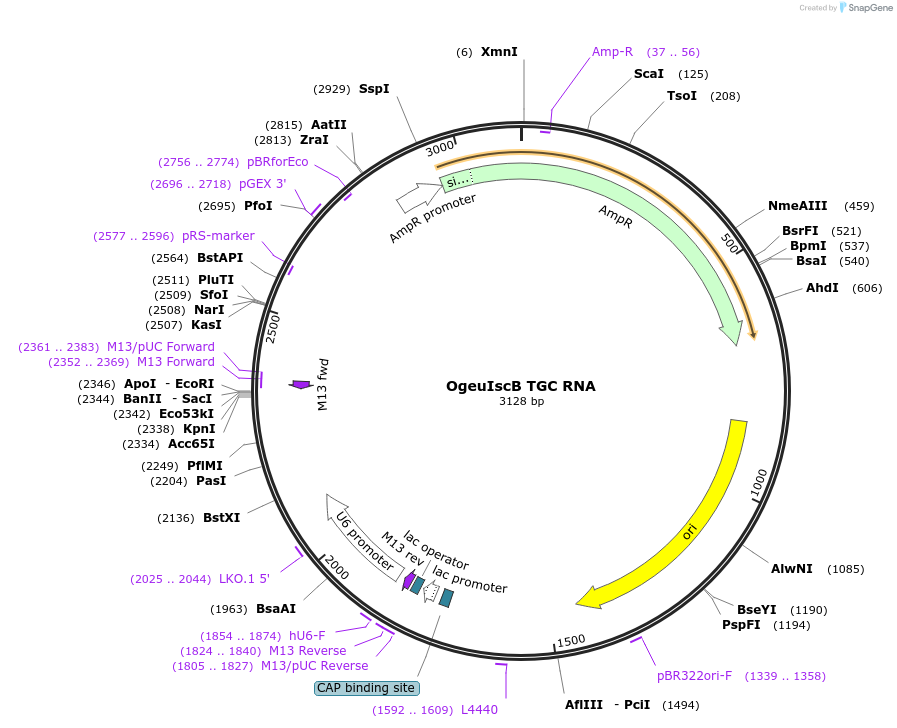 222863-plasmid-map-sequence-id-449446