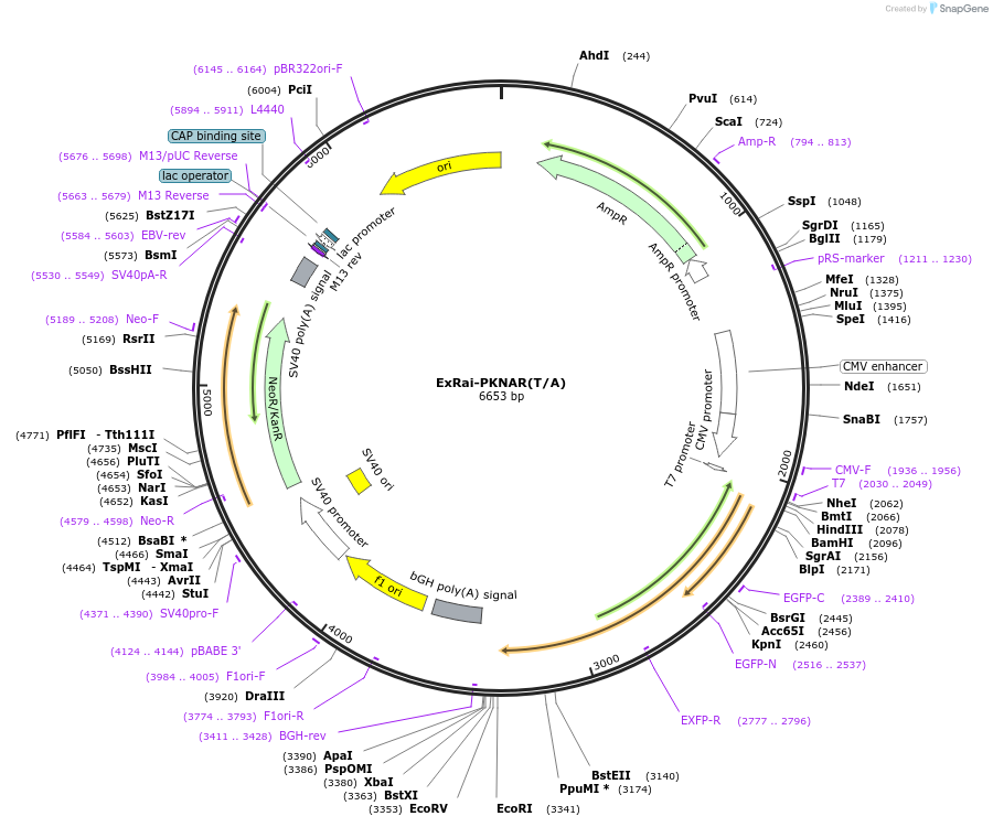 226632-plasmid-map-sequence-id-449447