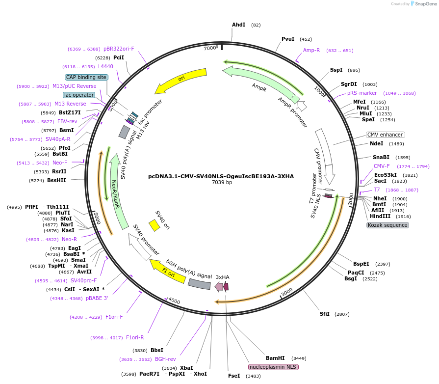 222861-plasmid-map-sequence-id-449449