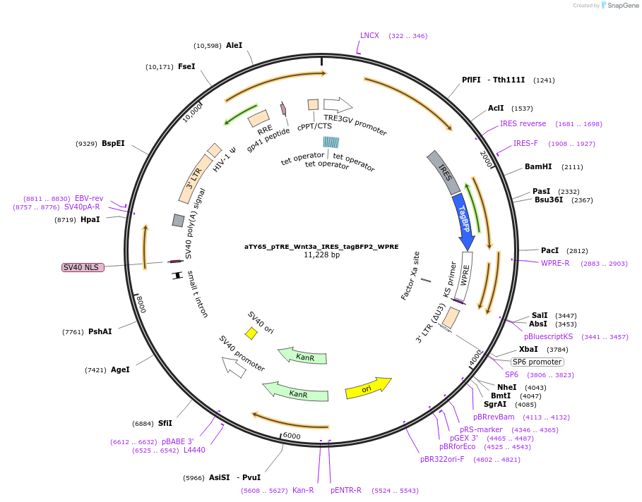 225349-plasmid-map-sequence-id-449450