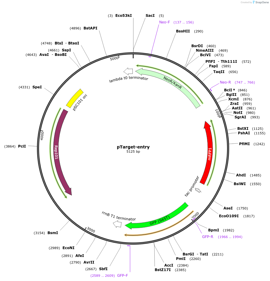 220996-plasmid-map-sequence-id-449489