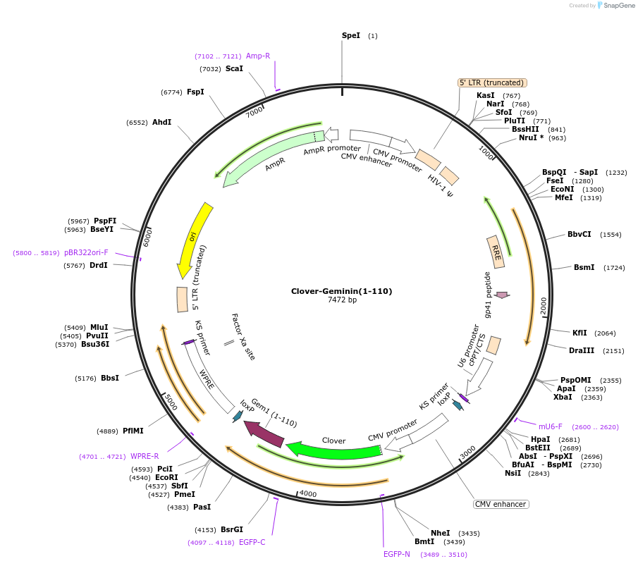 83915-plasmid-map-sequence-id-449490