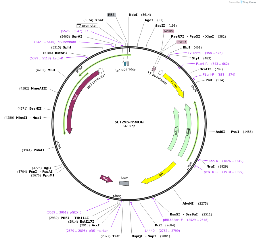 225484-plasmid-map-sequence-id-449491