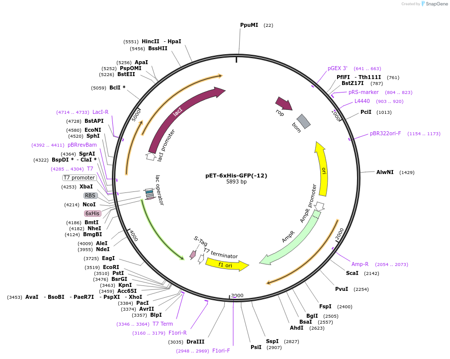 219420-plasmid-map-sequence-id-449506