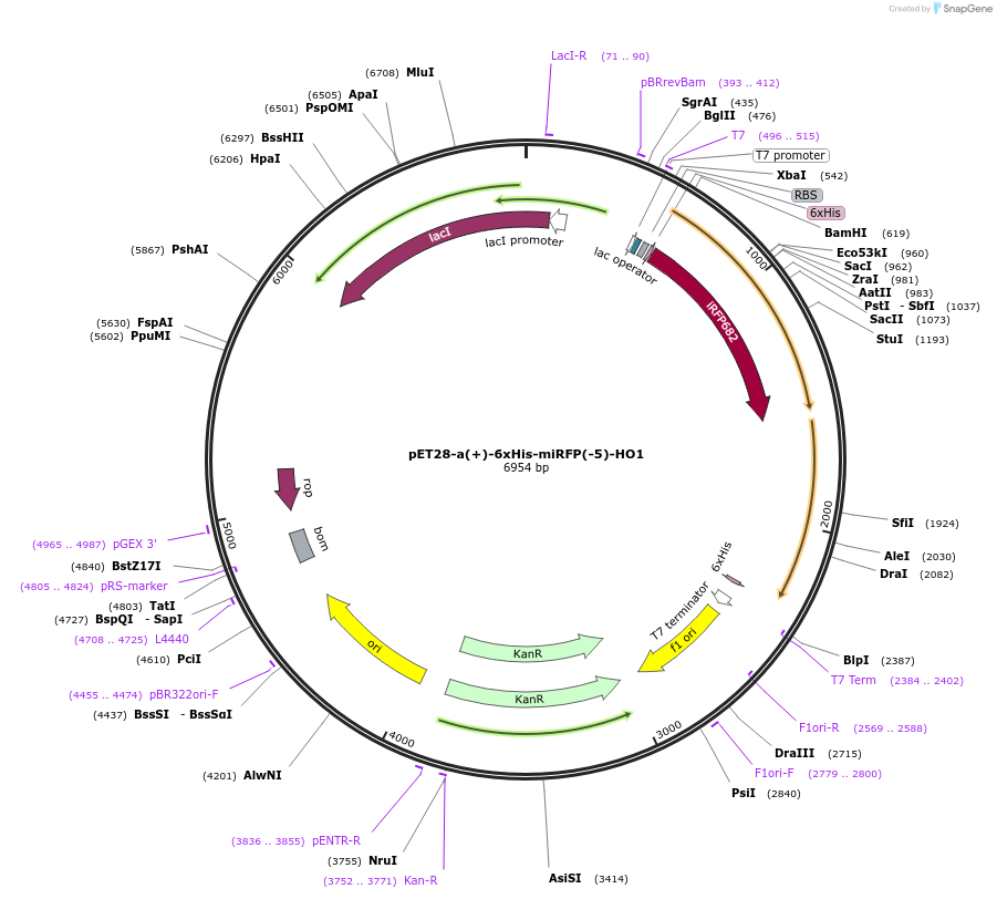 219424-plasmid-map-sequence-id-449508