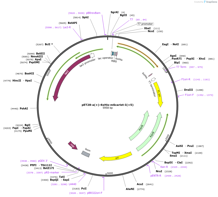 219418-plasmid-map-sequence-id-449509