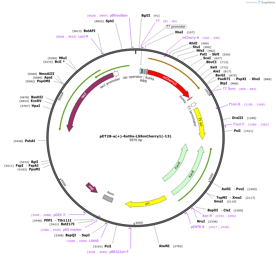 219415-plasmid-map-sequence-id-449510