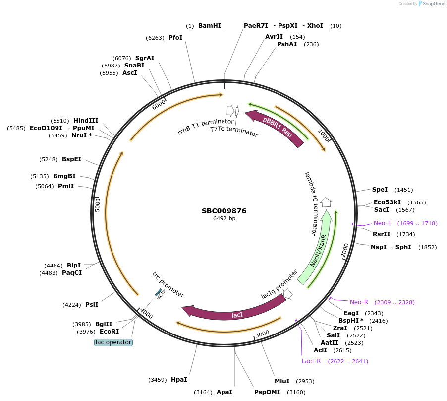 226283-plasmid-map-sequence-id-449516